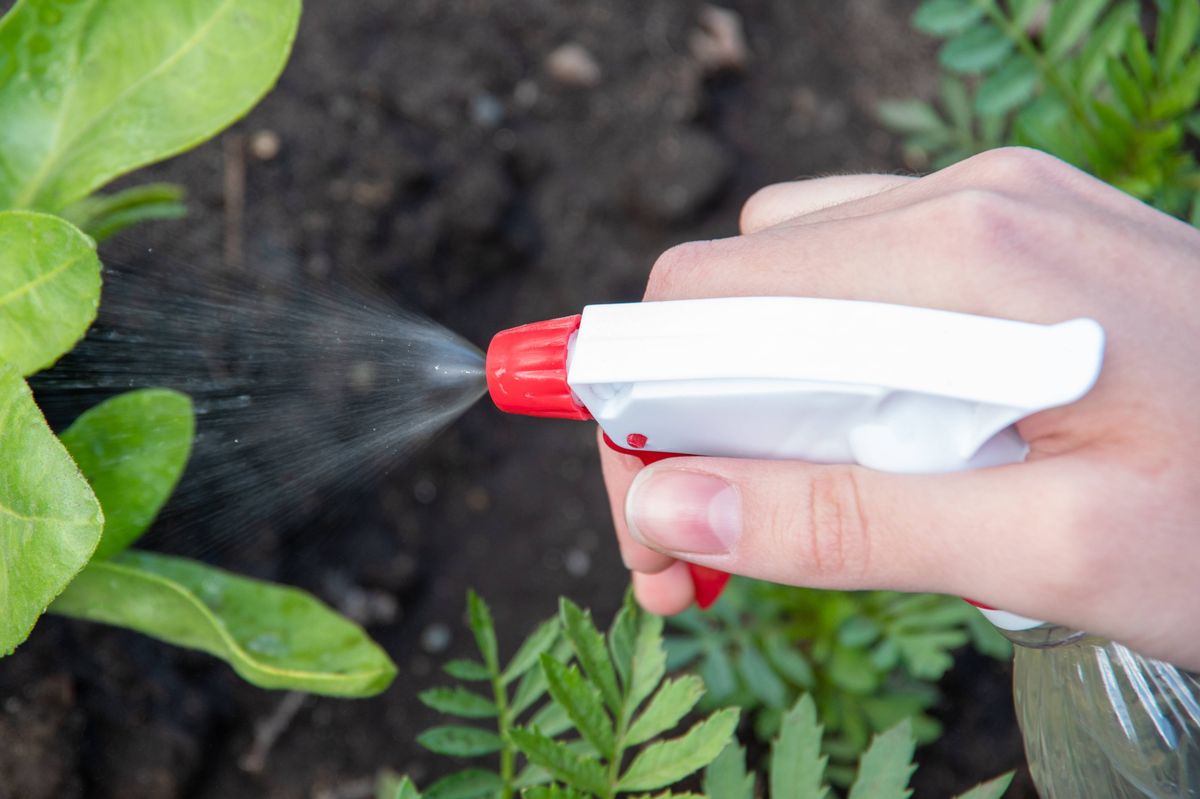 Female hand holds a sprayer watering young flowers and plants in the garden. The concept of caring for plants, gardening