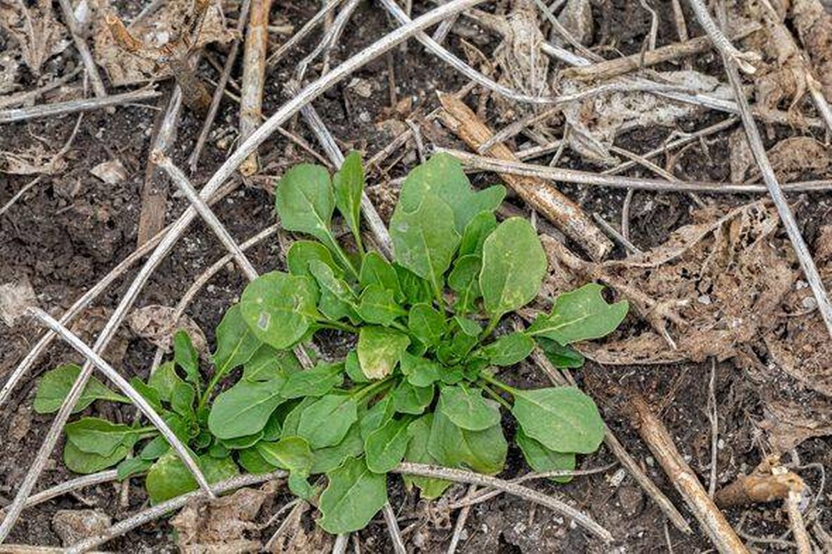 Field pennycress weed growing in soybean field after harvest.