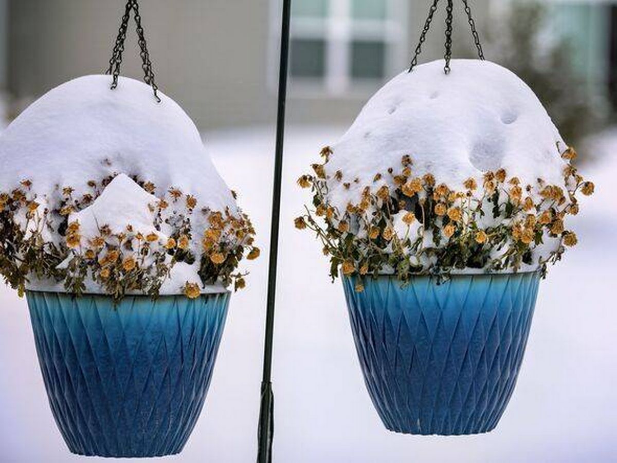 Flower pots under Snow