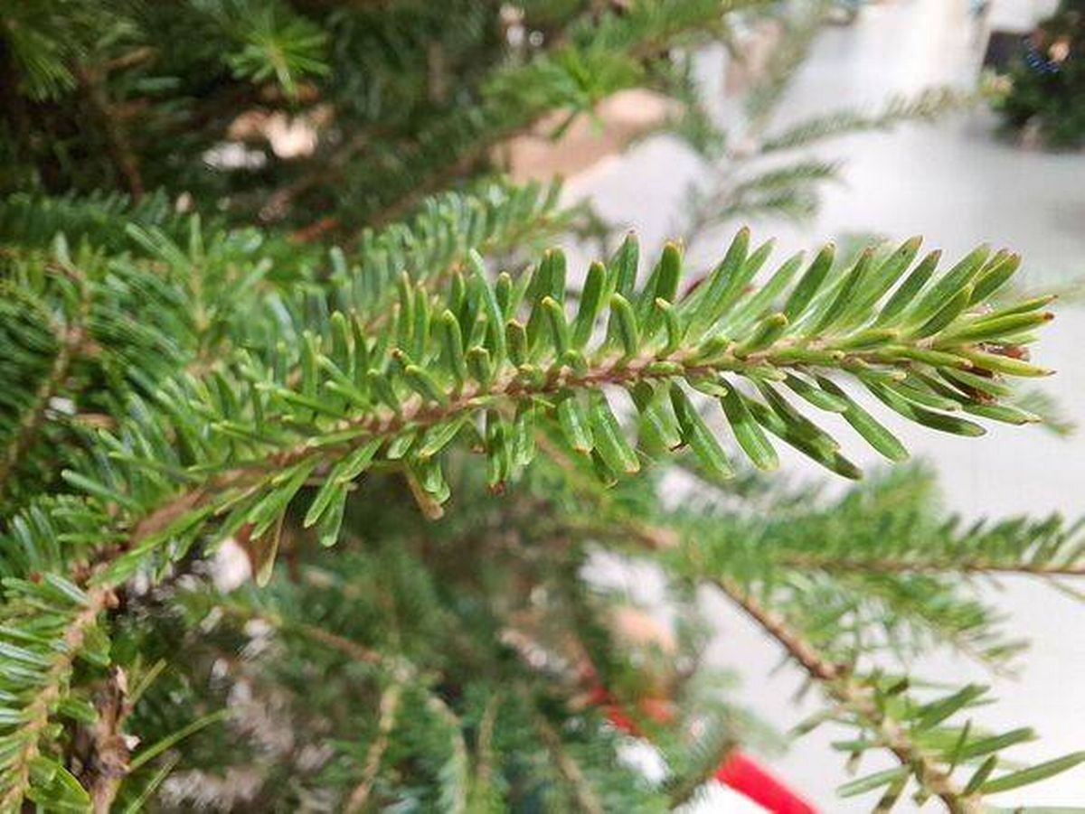 Fresh and Detailed Macro View of Vibrant Green Fir or Spruce Tree Needle Branches, Perfect for Christmas and Winter Holiday Themes