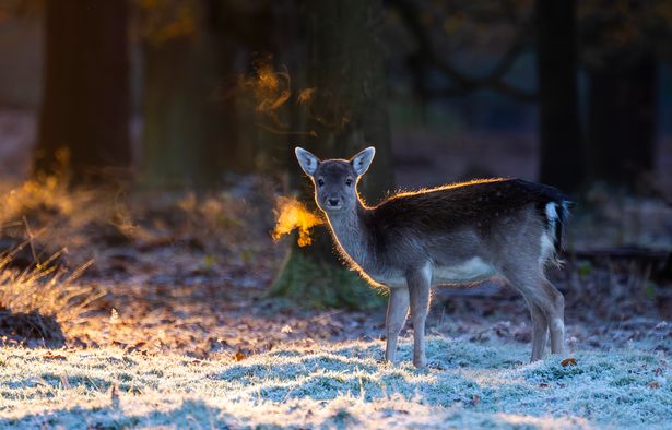Dear in frosty Dunham Massey Gardens