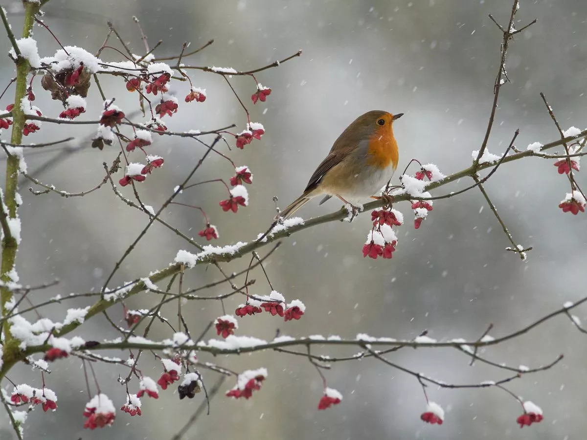 Robins need help to survive the bitter winter months