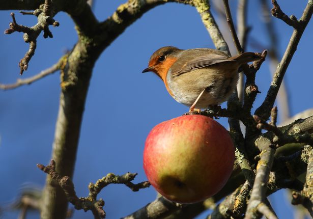 A Robin, Erithacus rubecula, feeding on an Apple  growing on a wild tree in woodland on a cold winters day.