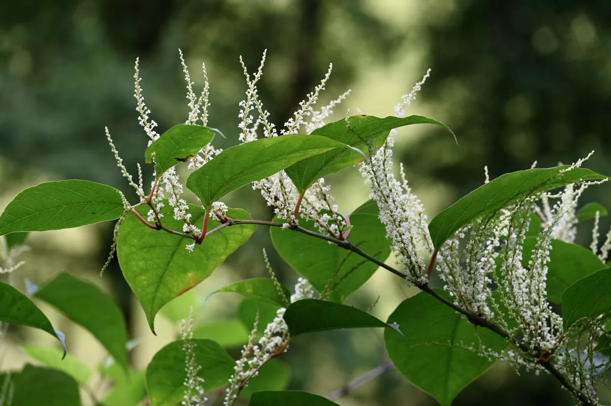 Japanische Staudenknöterich, Reynoutria japonica, Japanese knotweed