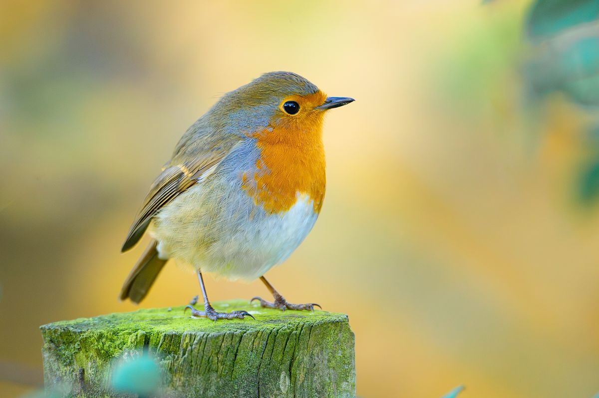 Robin (Erithacus rubecula) at RSPB Loch Leven, Scotland