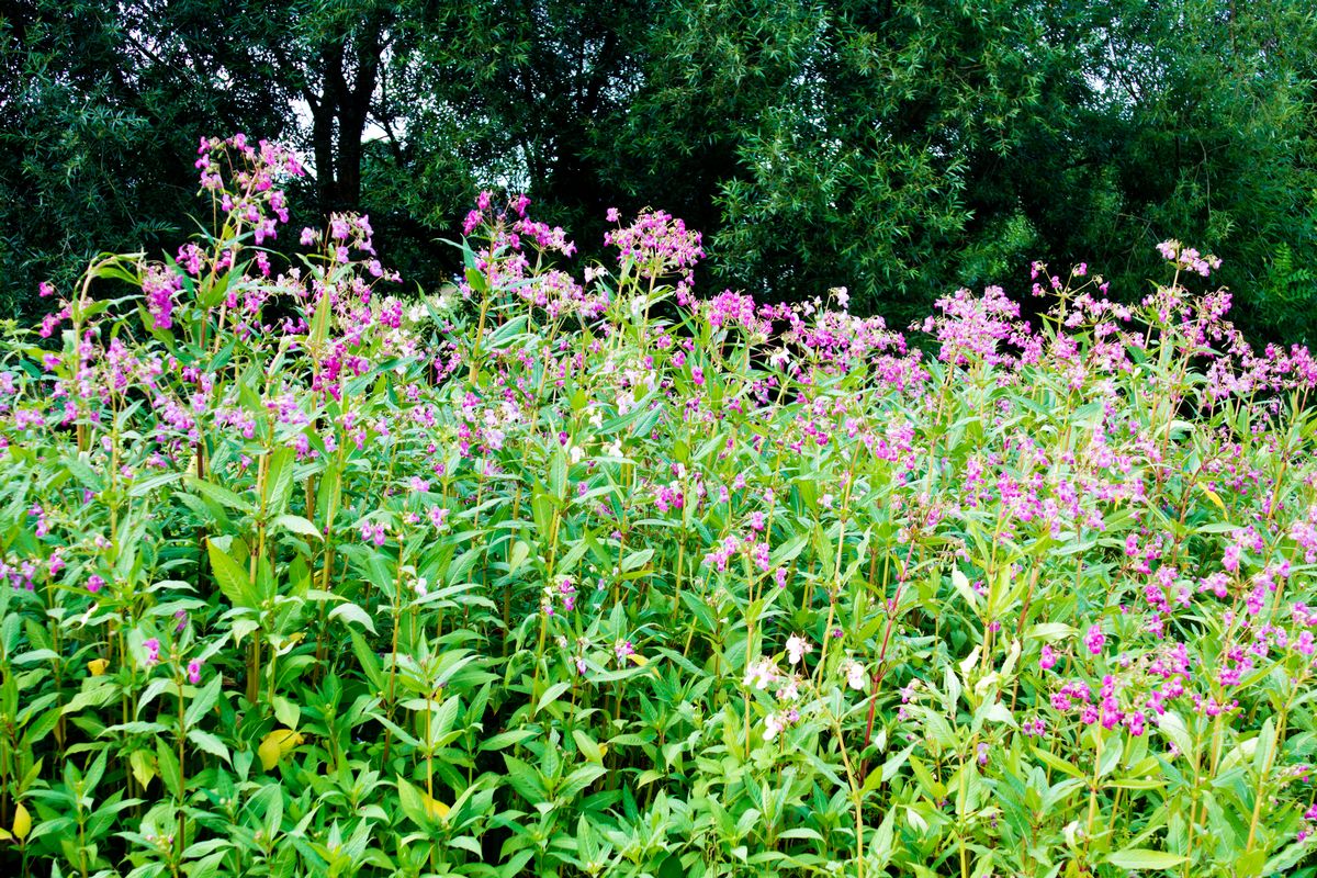 Himalayan balsam is a tall, quick-growing plant