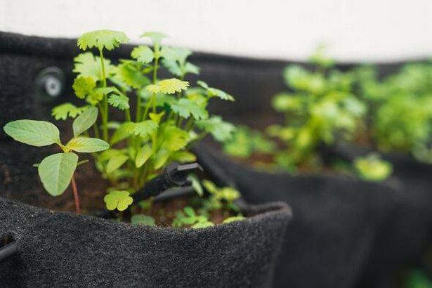 Growing fresh herbs in a school vertical garden project