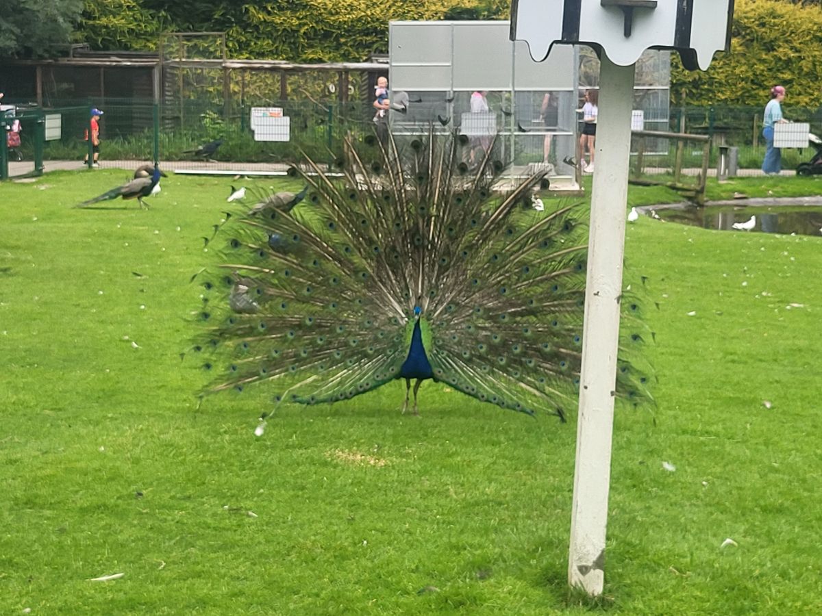 Peacock in the Walton Hall and Gardens Children's Zoo