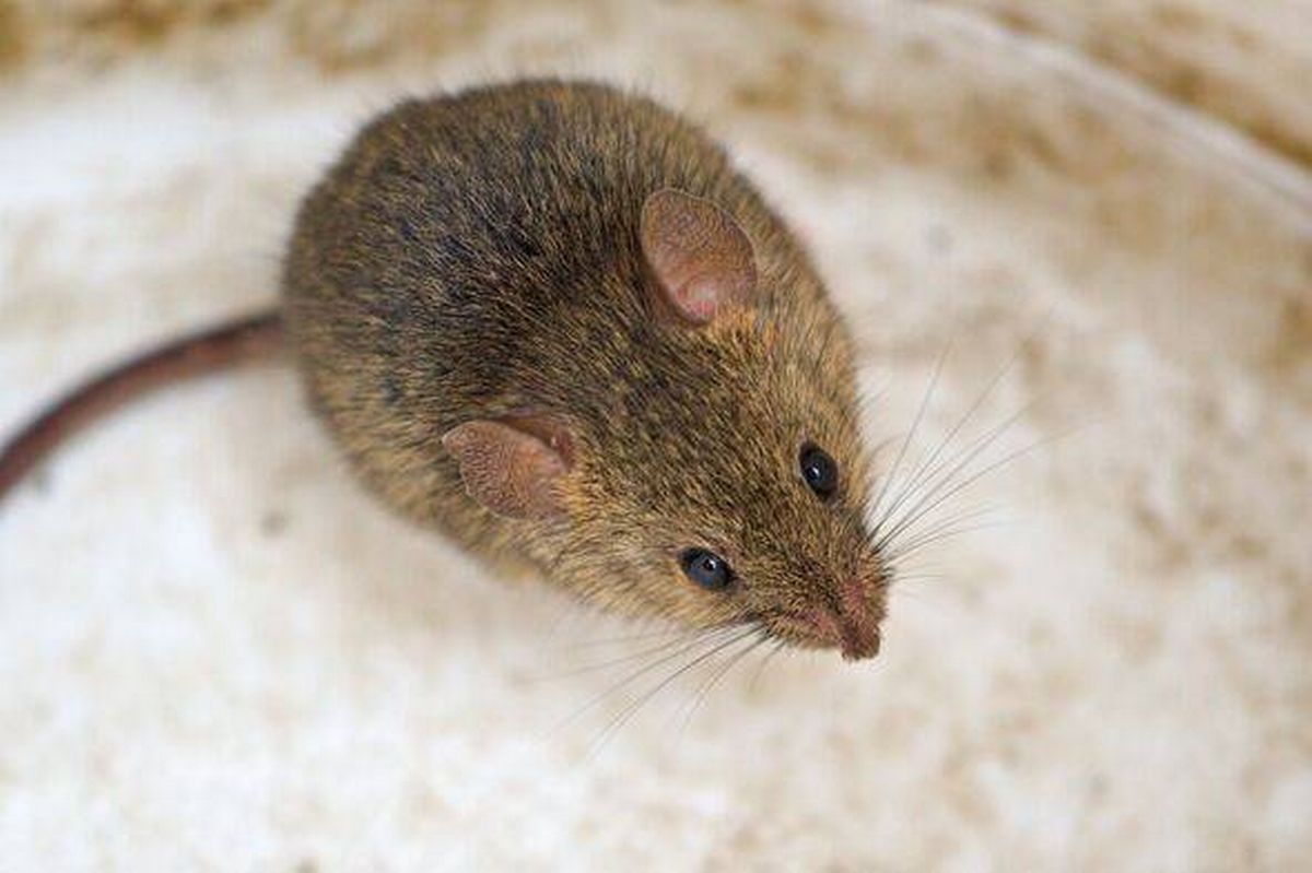 Mus musculus aka house mouse. Small rodent living near to houses and people.