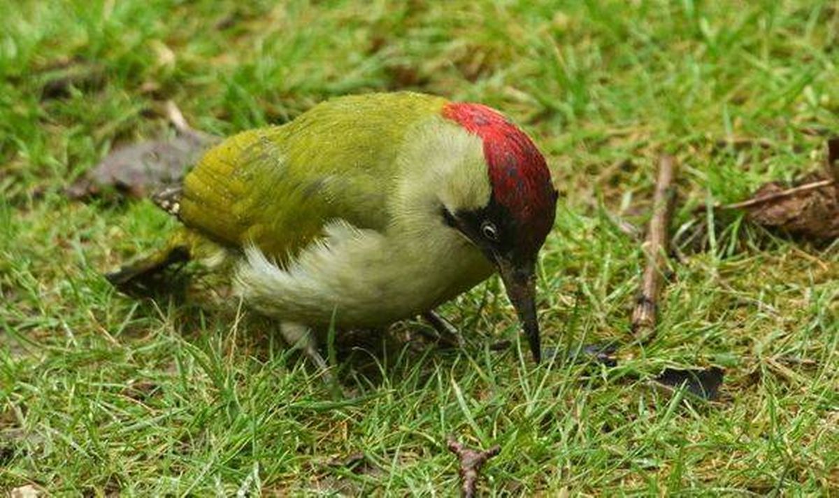 Picture of a woodpecker foraging