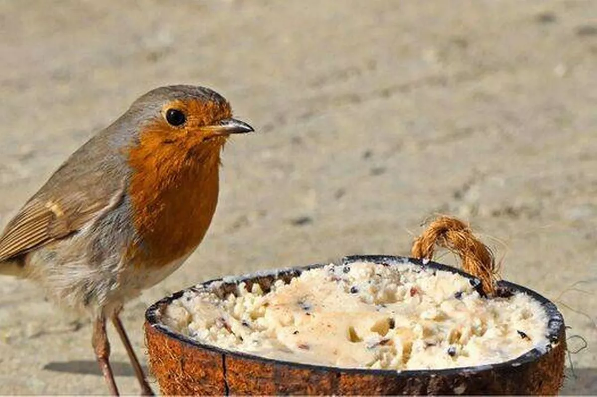 Picture of robins feeding on the ground