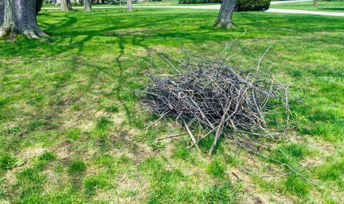 Picture of sticks in a garden