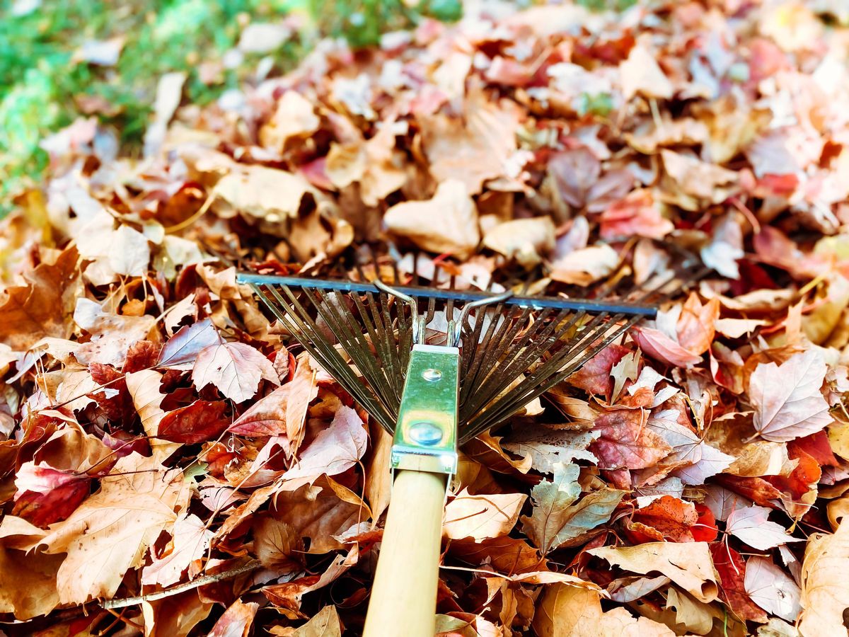 Pile of Raked Leaves on Lawn