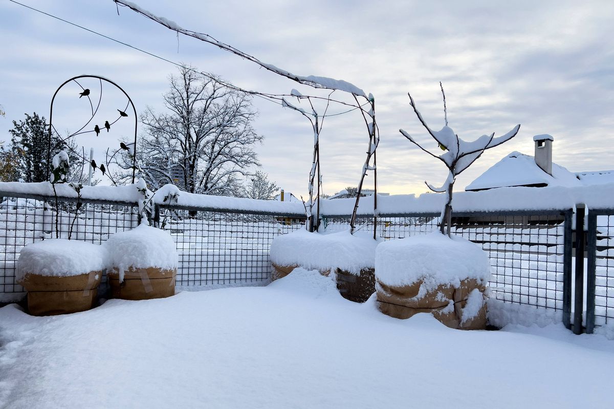 Potted plant with snow in winter at Biel, Bern canton, Switzerland
