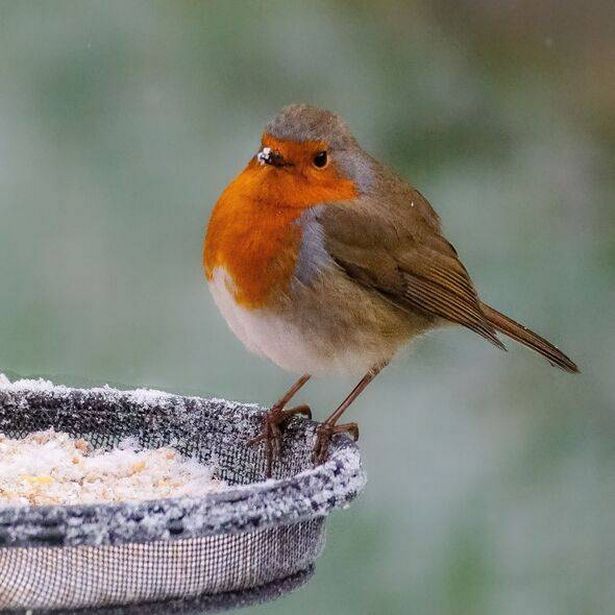 Robin bird on bird feeder in winter snow.
