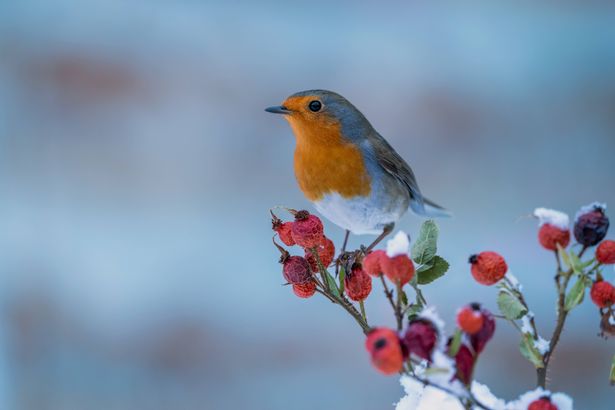 A robin on a branch in winter