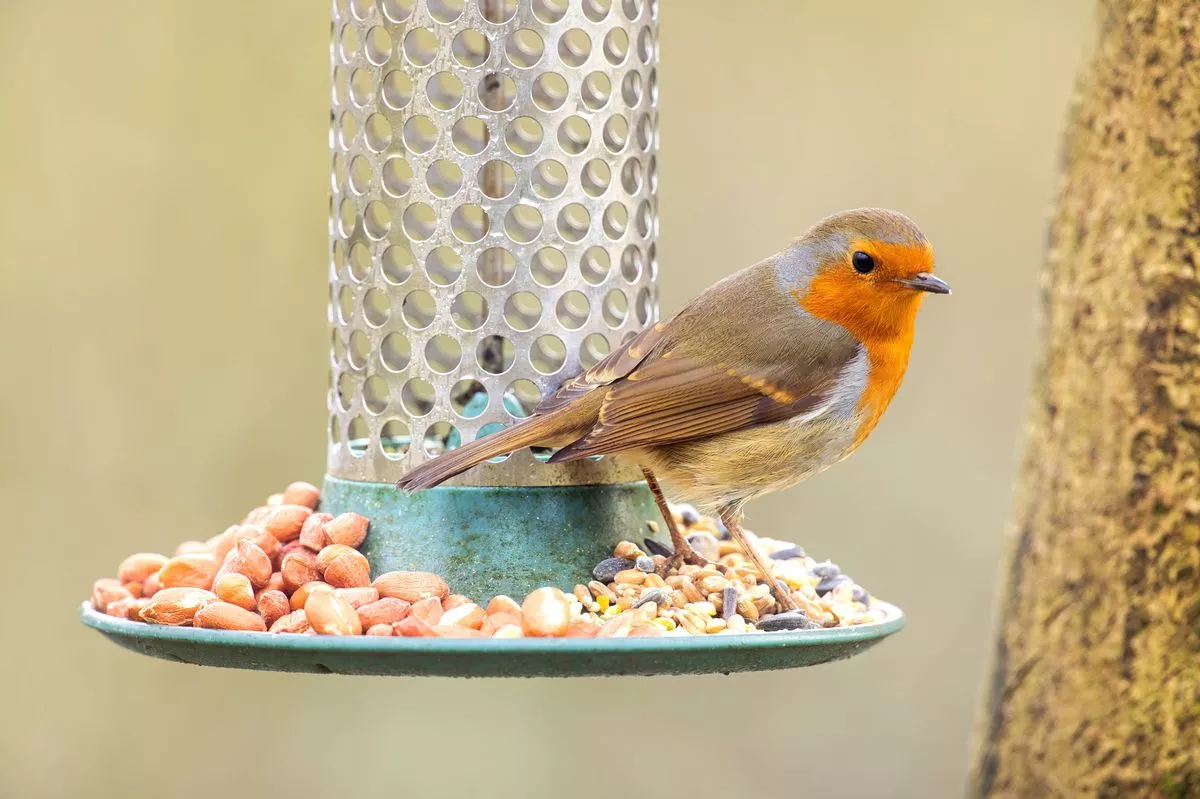 Pick the perfect food source and robins will notice your garden