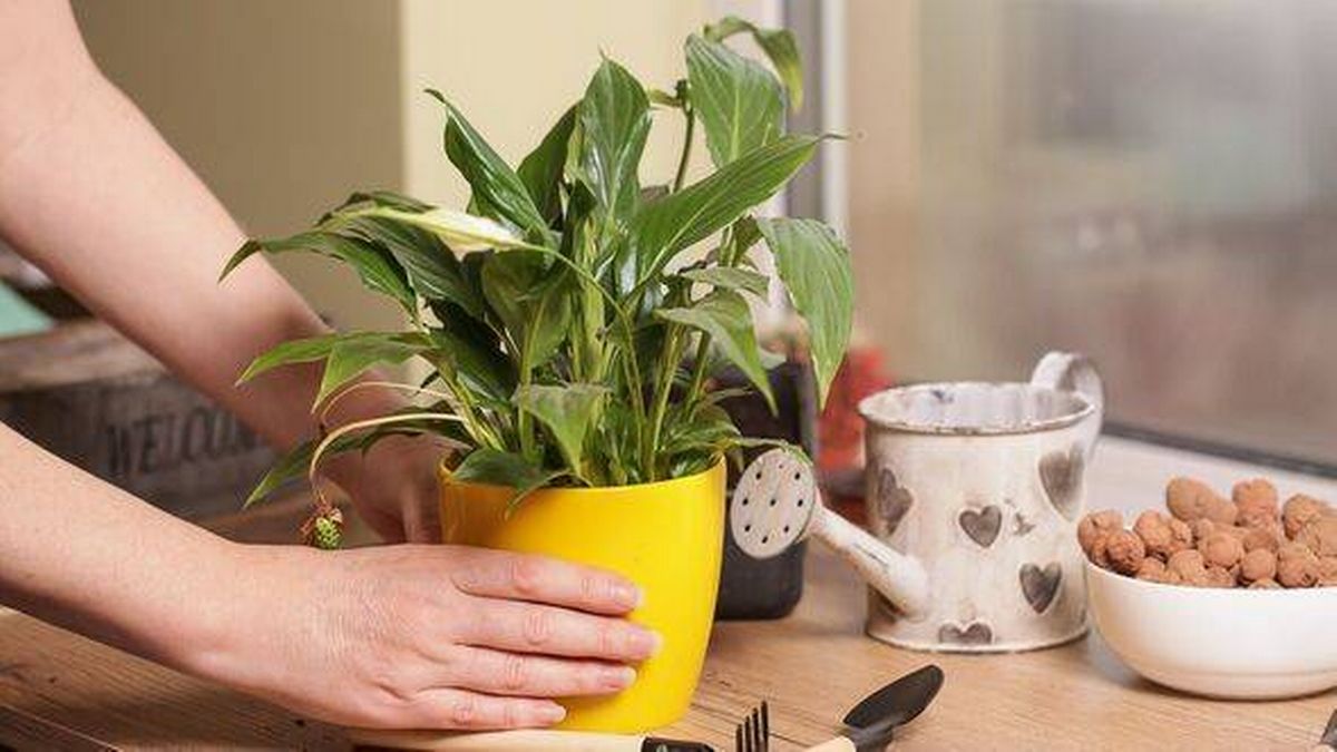 Spathiphyllum Peace Lily Care. Transplanting into Flower Pot