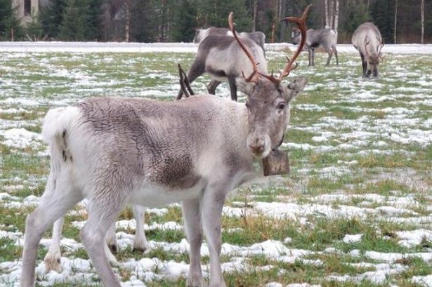 Reindeer at Planters Garden Centre in Tamworth
