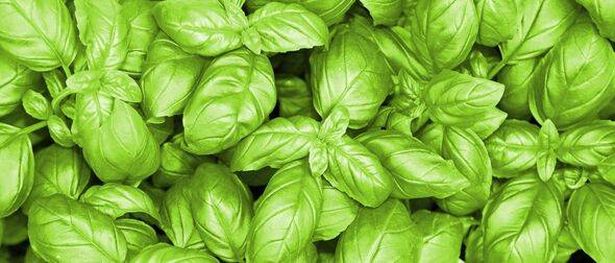 basil foliage to enhance the flavor of mediterranean and italian food dishes