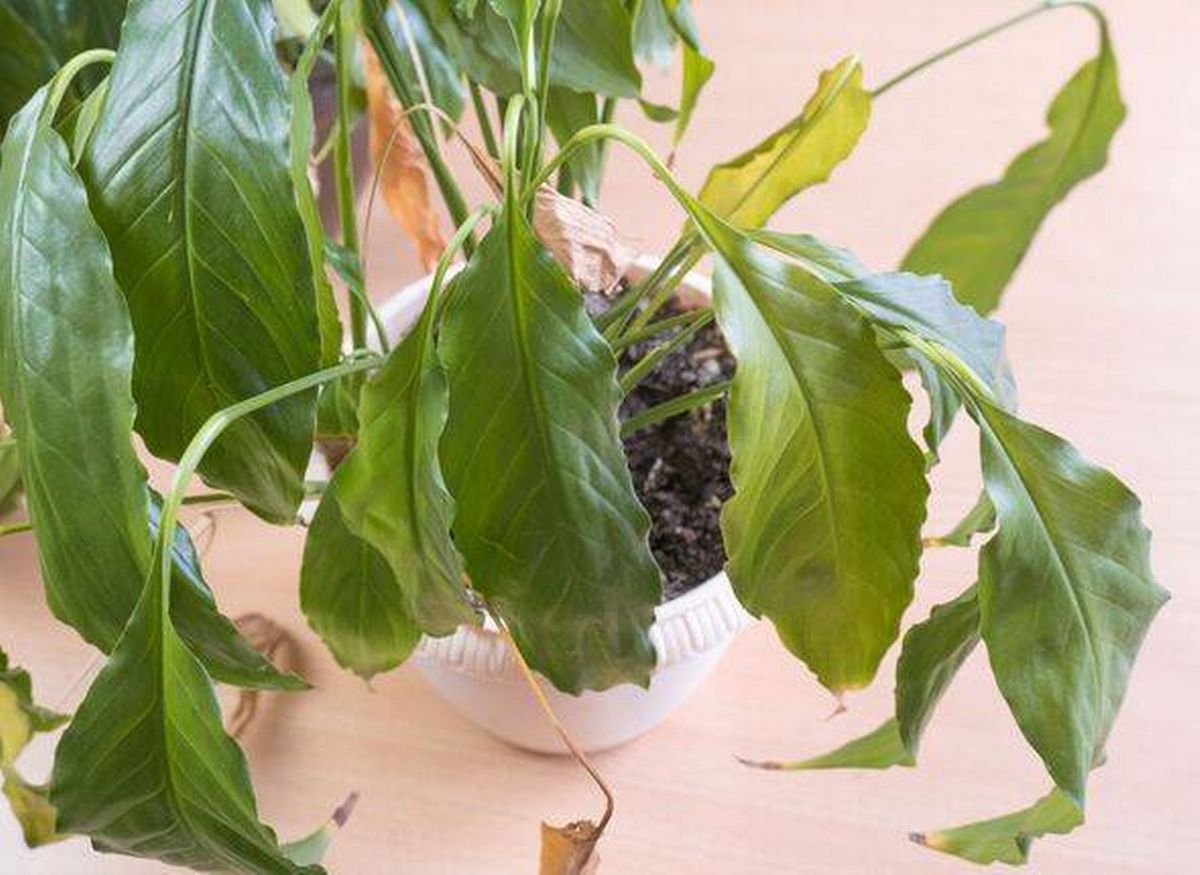close-up of the green leaves of a spathiphyllum houseplant, yellowed and withered. Home plant care concept. Hobby, home gardening. Diseases of domesti