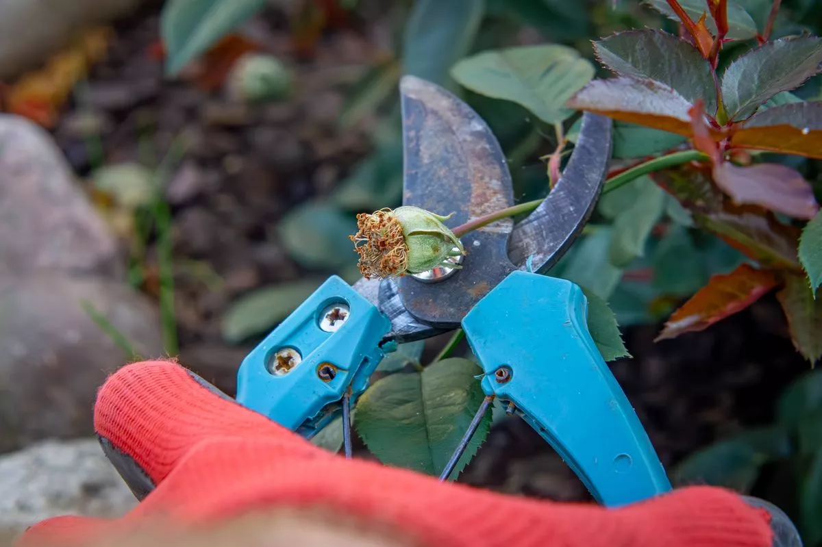 garden work in autumn and summer on a beautiful, warm, sunny day. a man prunes a rose bush. pruning a bush with garden shears. nurturing and caring for plants in the garden. garden passion and hobby.