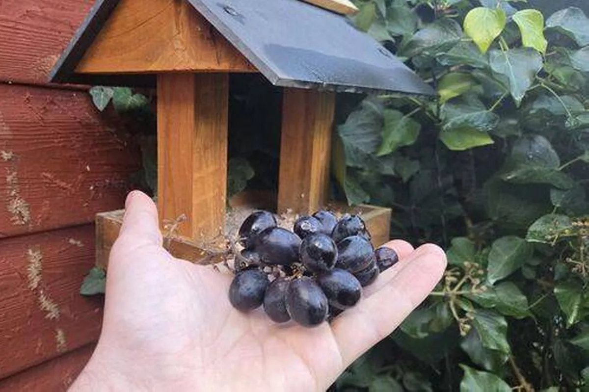 grapes on a bird table