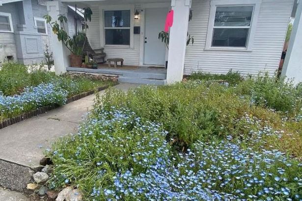 The woman says: "This is it at its best last spring"