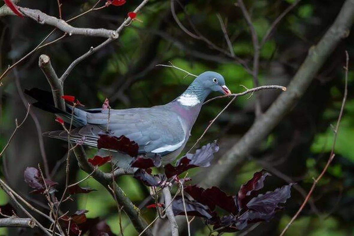 pigeon in a tree