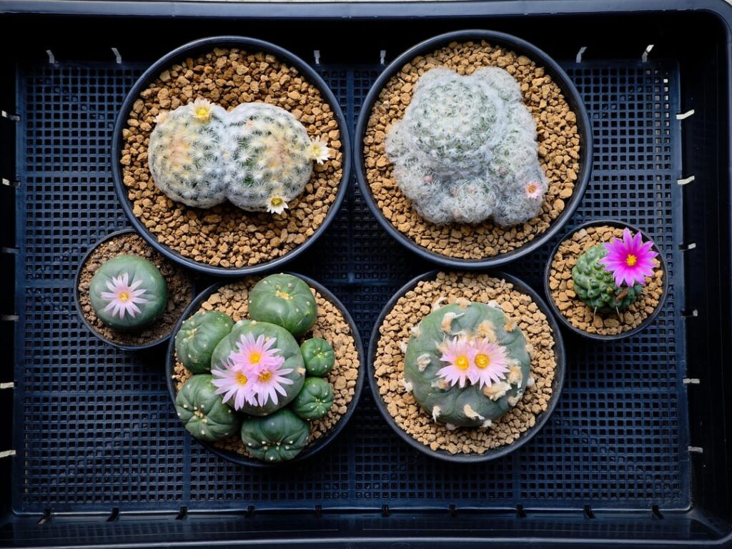 Blooming today 🌸🌺💐🐝🌵