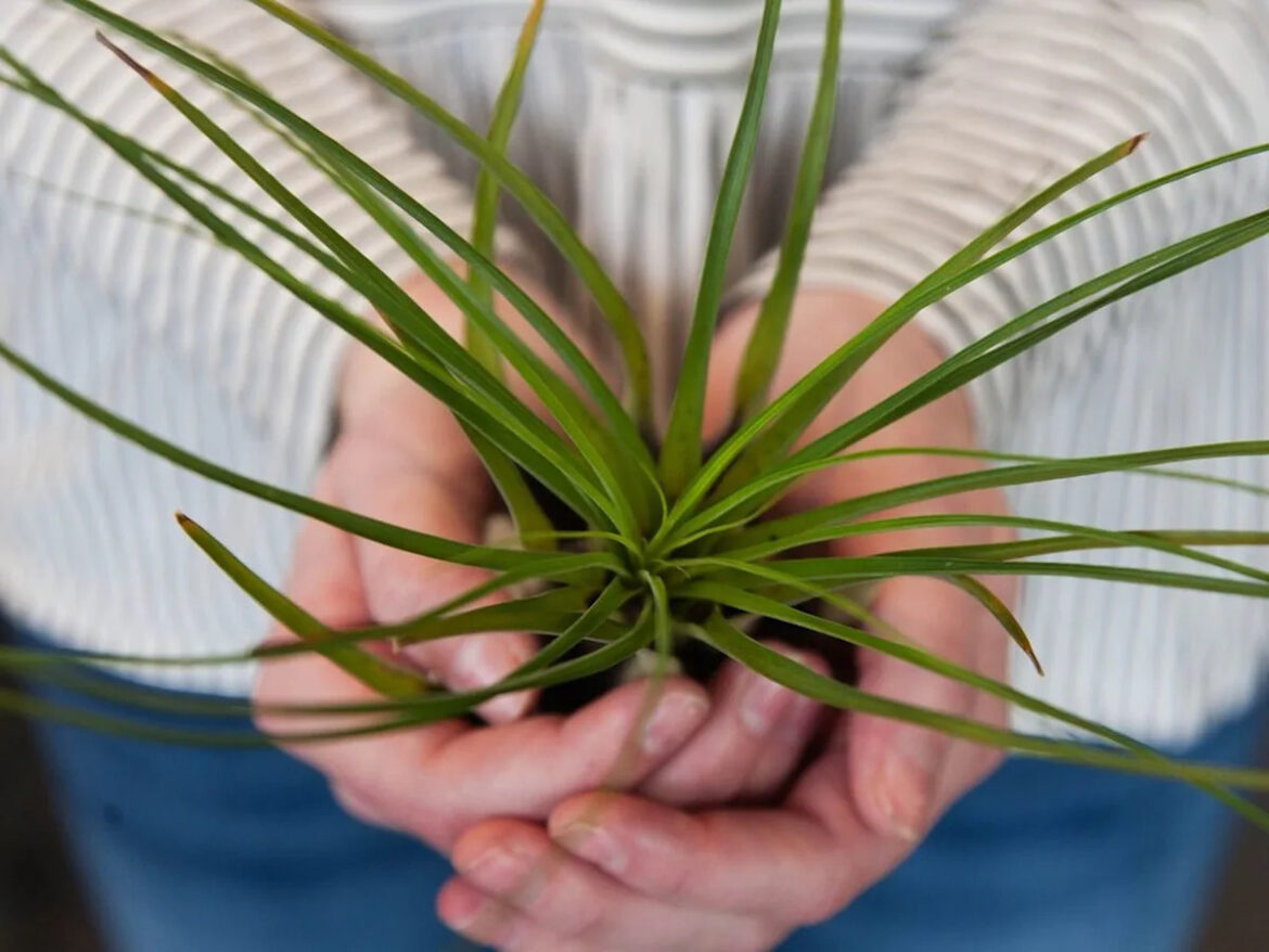 Brian Minter: Here are some gifts the gardener in your life will truly appreciate Brian Minter: Here are some gifts the gardener in your life will truly appreciate