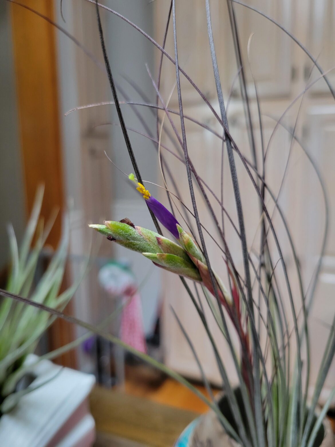 So excited to see my Tillandsia juncea in bloom
