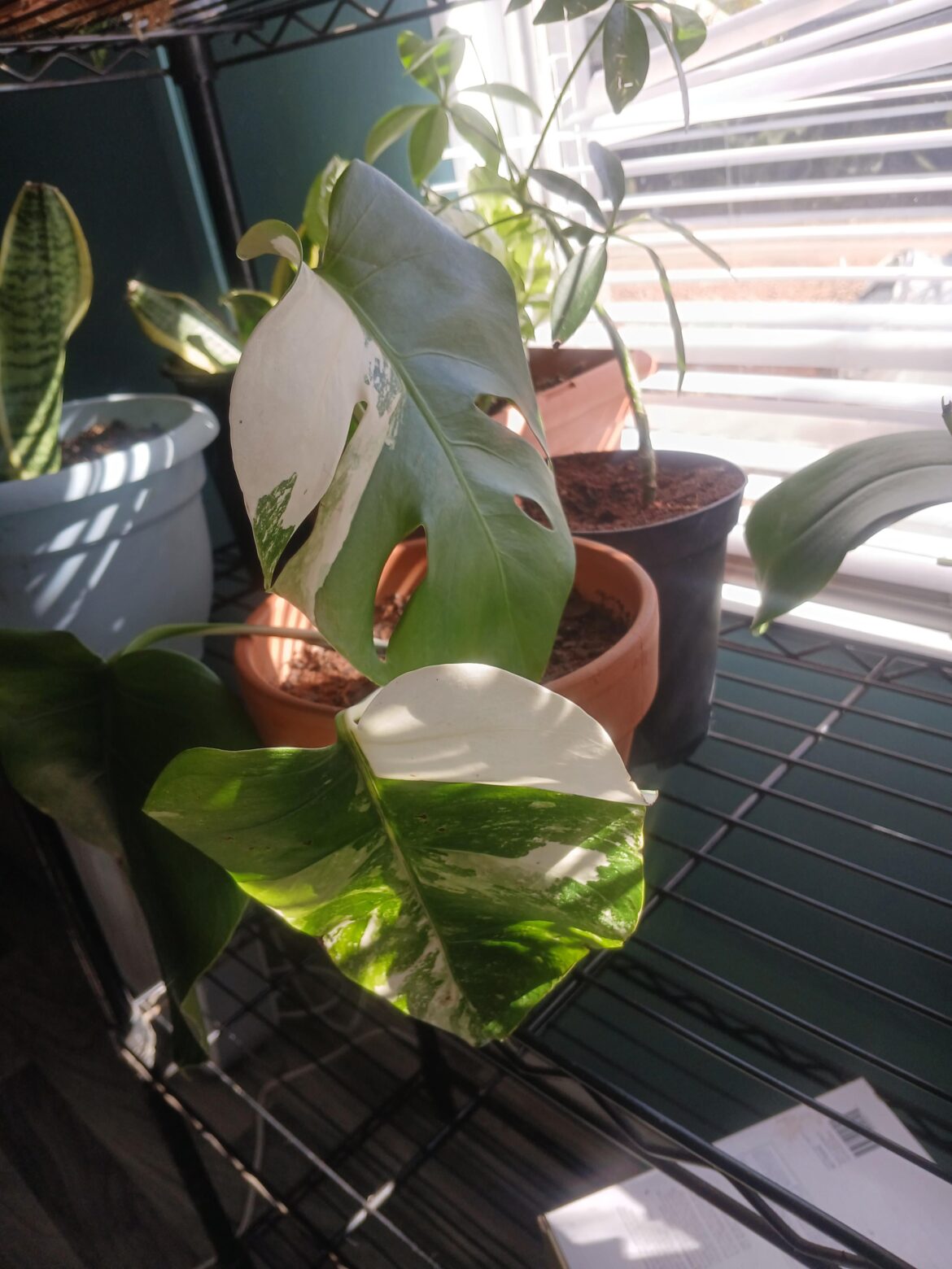 A good friend of mine got me an Albo