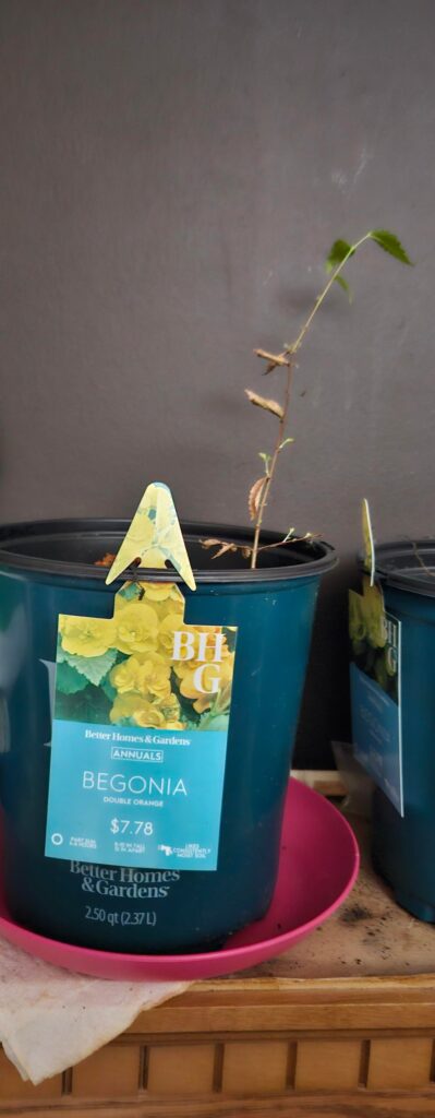 Any help would be wonderful