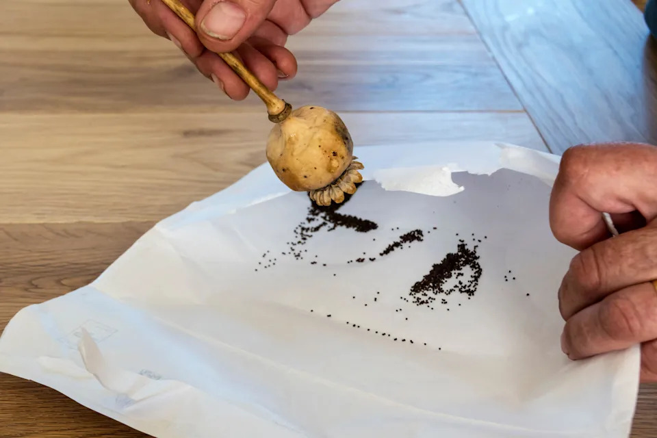Collecting dried seeds from a poppy seedhead (Alamy/PA)