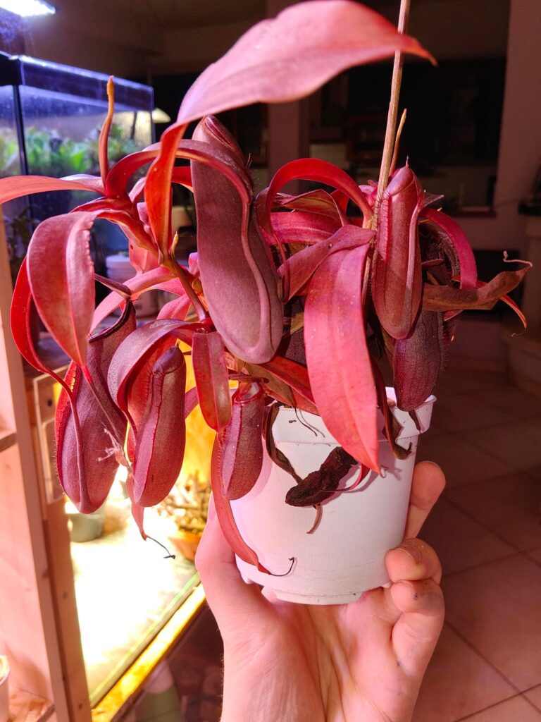 I have no idea what she's doing but I'm 100% supporting it