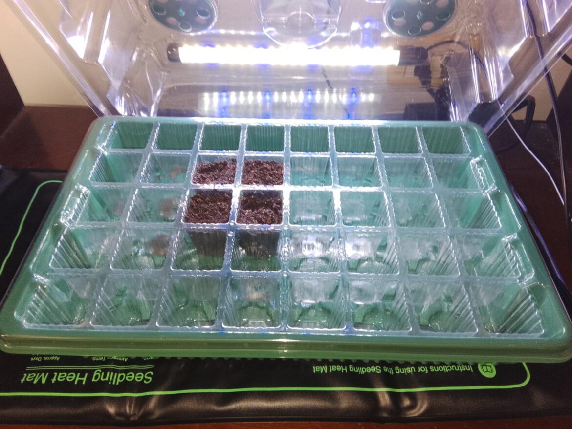 Sun Gold Tomatoes Week #0