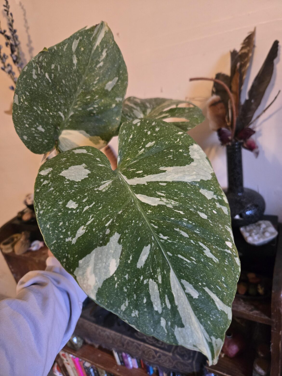 Finally got my dream plant