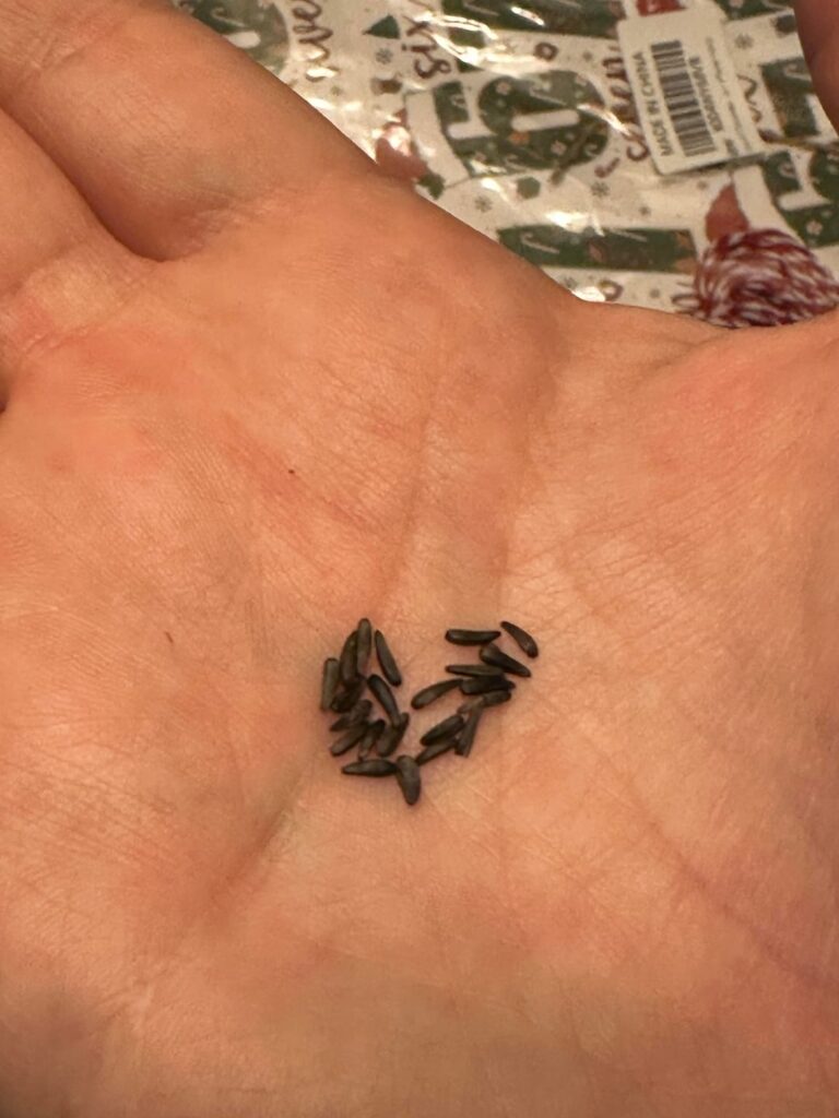 What type of seeds are these? What type of seeds are these?