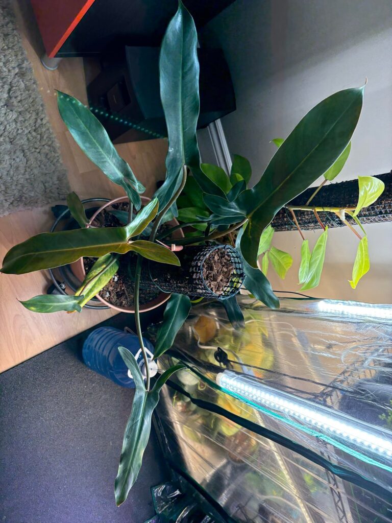 Some lovely beauties