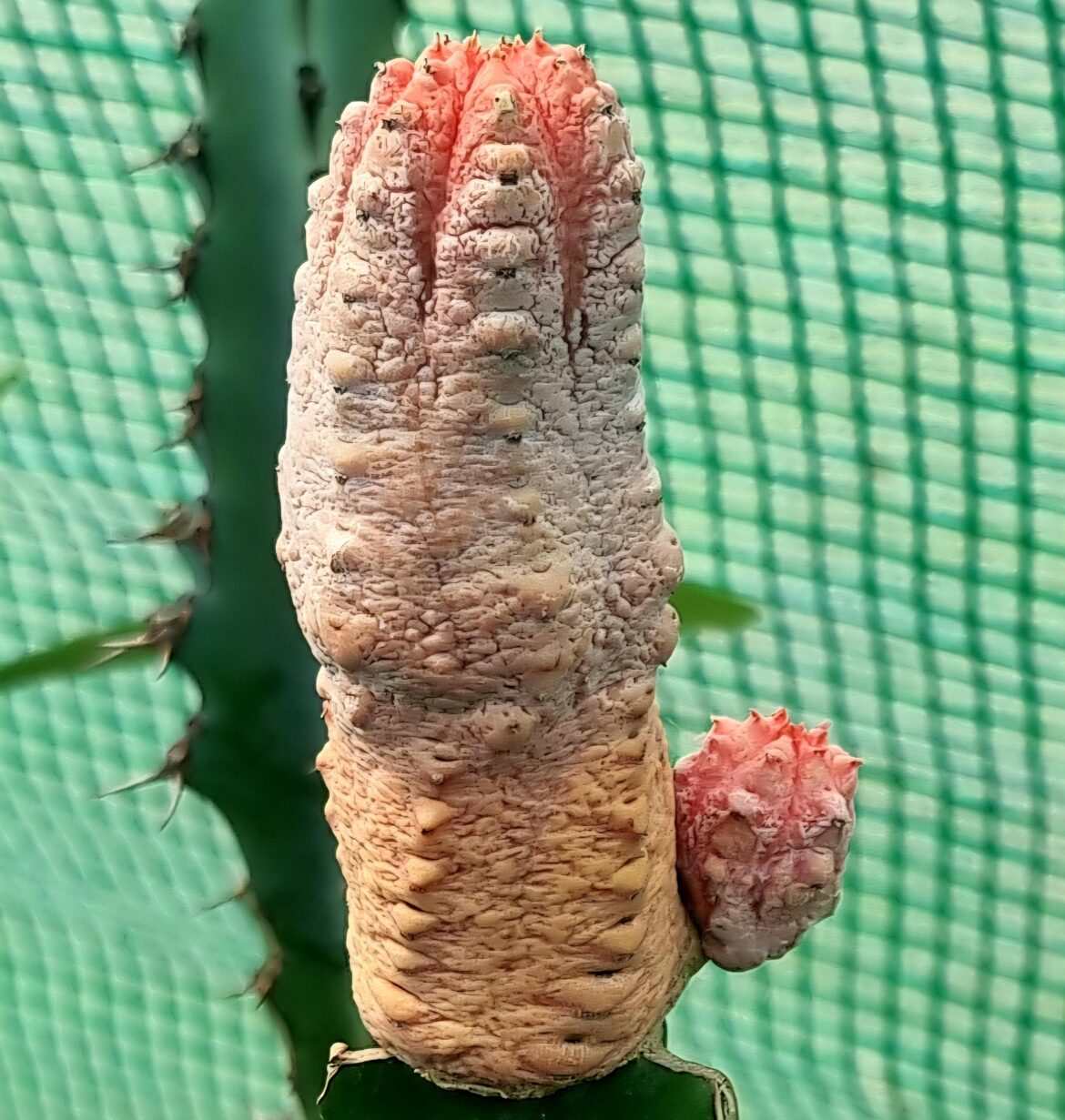 New growth!! So happy