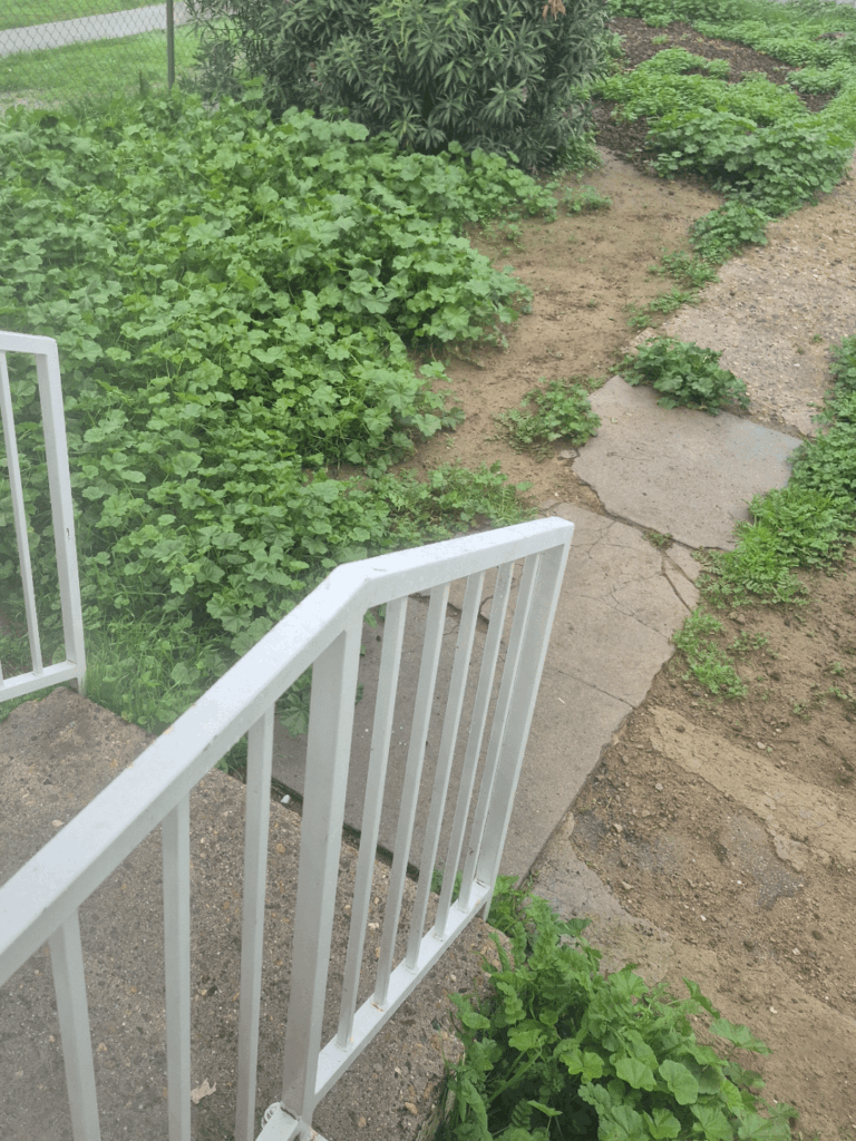 Should I let it grow, cut or trim?