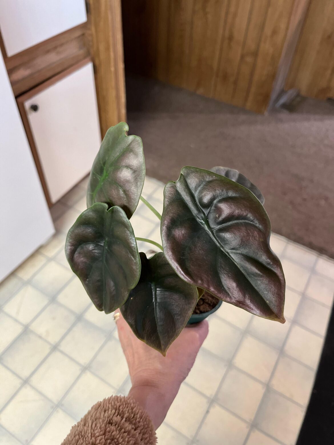 Alocasia cuprea