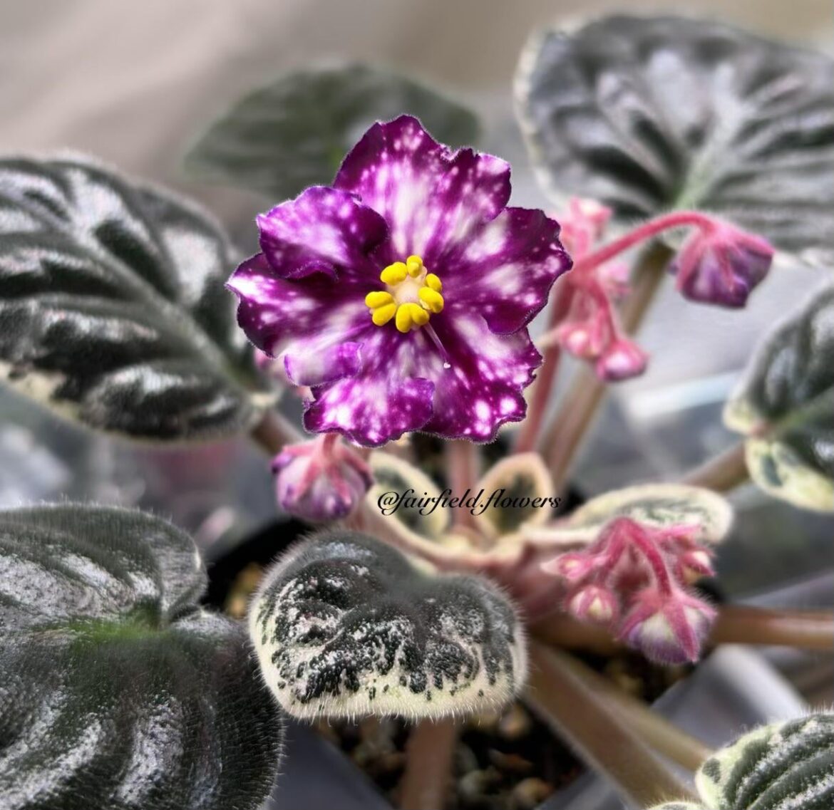 Rivermist Dreamcatcher