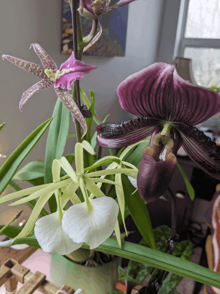 First time bloomers for me