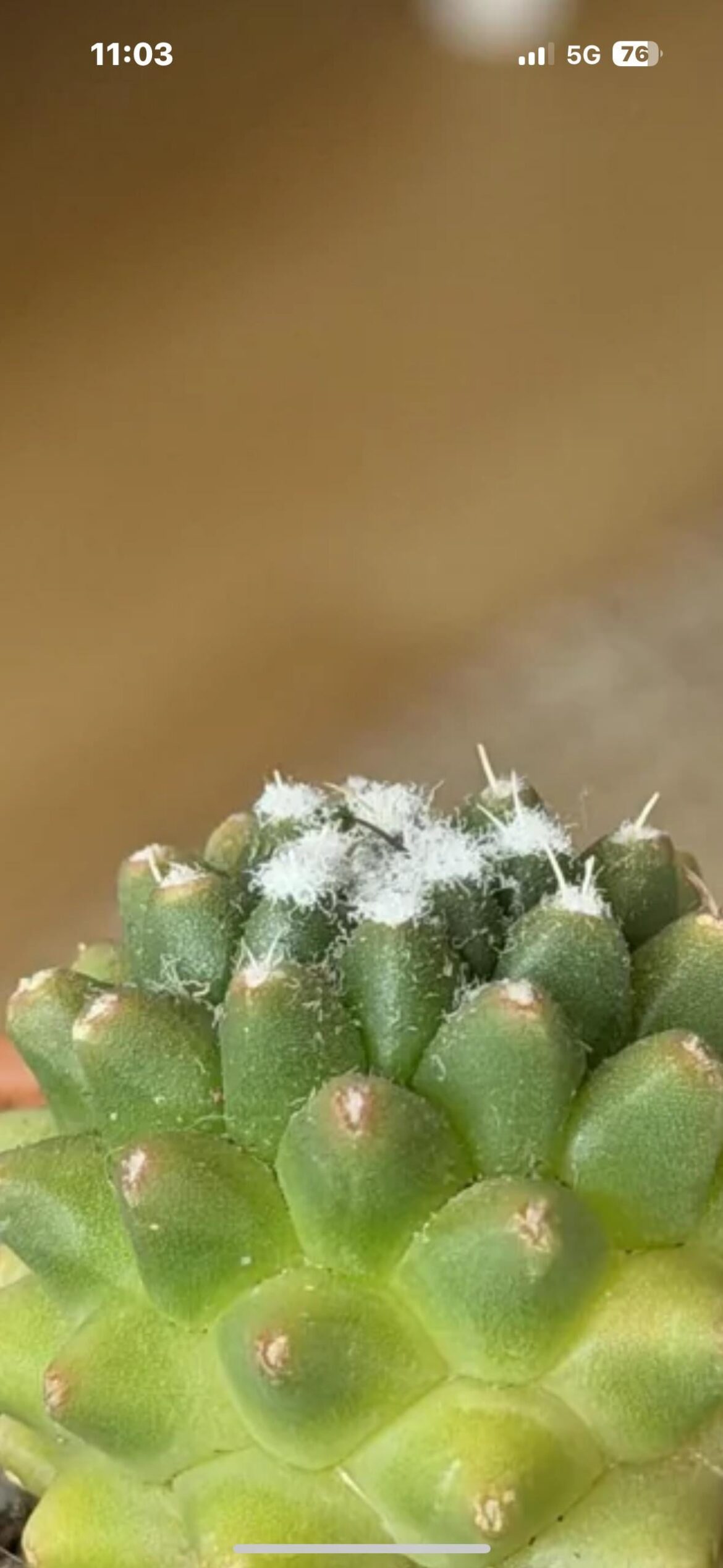 Why is my succulent being sucked dry?!?! Is it the light or the soil? #succulentssuck