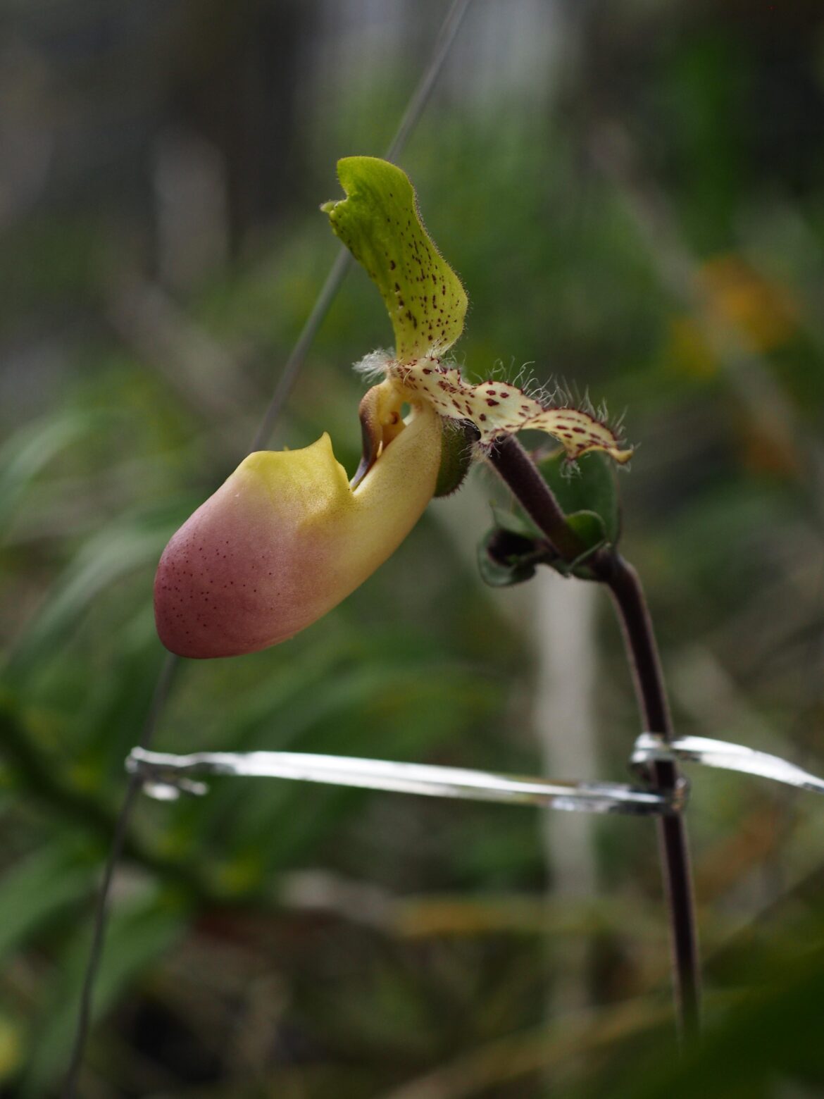 Paphiopedilum