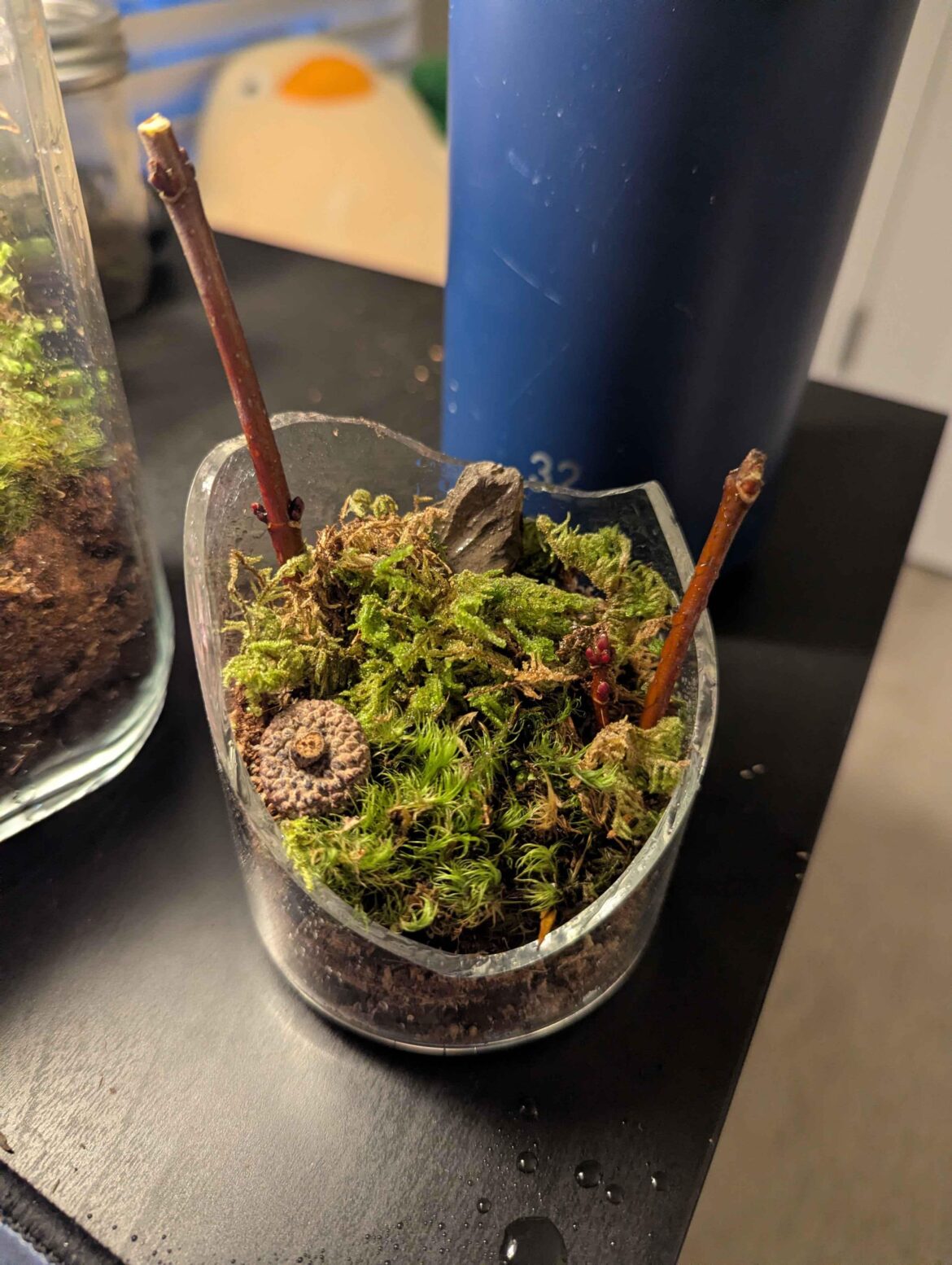 I made a terrarium..? from a broken glass