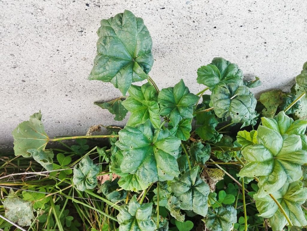 I found a few of these misshapen Malva multiflora plants in Italy. Is this from a parasite/pollutant, or could it be a new sport I could propagate?