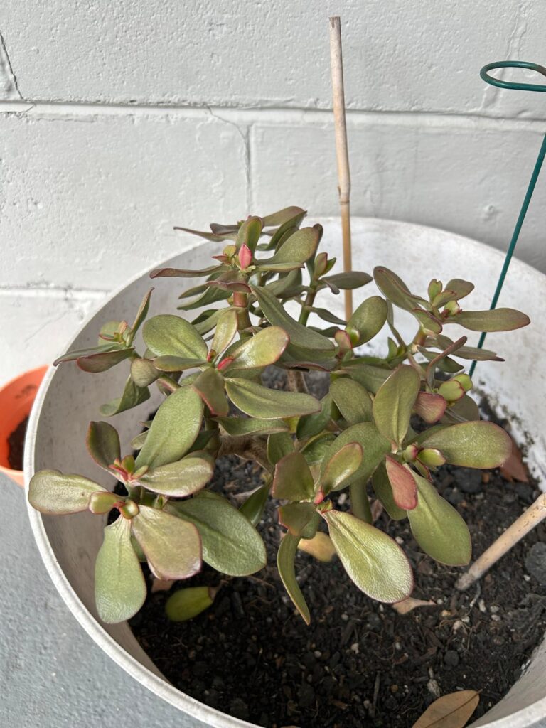 My jade plant looks very sad, why?
